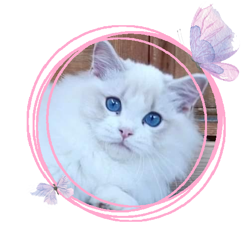 Nazaré - LeChatté Ragdoll Nazaré