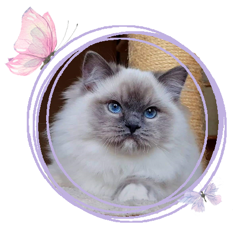 Pepa - LeChatte Ragdoll