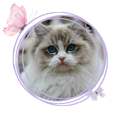Riana - LeChatté Ragdoll Riana