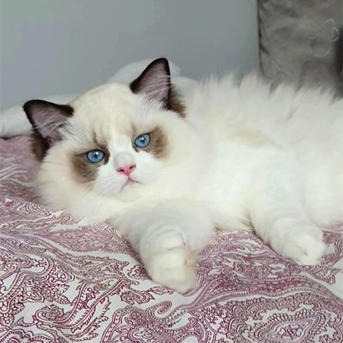 Coco 003 Coco 003